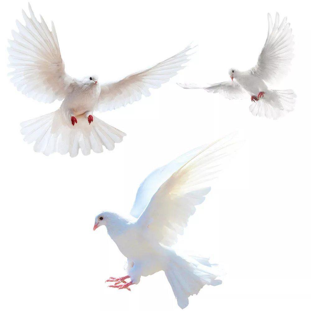 Peace Dove Wall Stickers for L - Zara Home Bathroom Accessories のレビューと価格