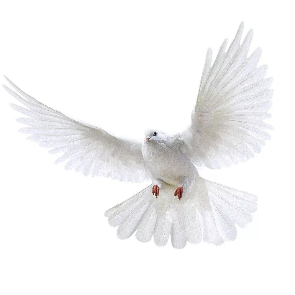 Peace Dove Wall Stickers for L - Zara Home Bathroom Accessories のレビューと価格