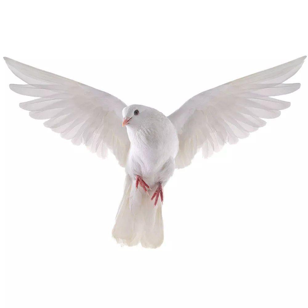 Peace Dove Wall Stickers for L - Zara Home Bathroom Accessories のレビューと価格